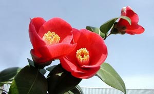 Camellia 