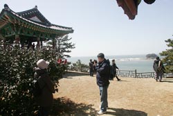 Seocheon Camellia Octopus Festival