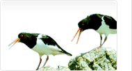 County bird: Oystercatcher